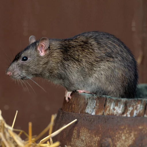 Ultrahangos rágcsálóriasztó - 230V - 50 m2 Egér, patkány riasztó 55631